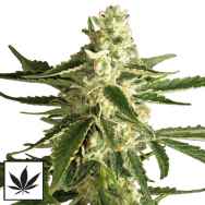 White Label Seeds White Diesel Haze Automatic