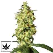 White Label Seeds White Widow Automatic