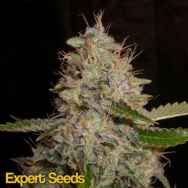 Expert Seeds White Widow x Critical