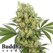 Buddha Seeds Medikit CBD