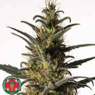 Medical Marijuana Genetics Seeds Candida (CD-1)