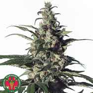 Medical Marijuana Genetics Seeds Green Doctor (GD-1)