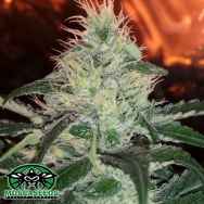 Mosca Seeds Pink Bubble Gum