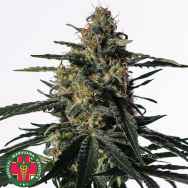 Medical Marijuana Genetics Seeds Nightingale (NN-1)