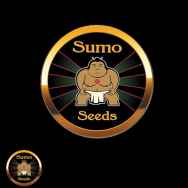 Sumo Seeds Old Afghani