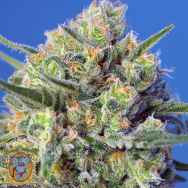 Sweet Seeds Crystal Candy F1 Fast Version
