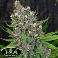 TGA Subcool Seeds Ace of Spades