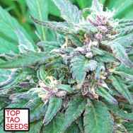 Top Tao Seeds Blueberry Crystal