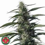 Medical Marijuana Genetics Seeds Txaki (TX-1)