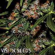 Vision Seeds Mighty Mango Bud