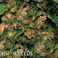 Vision Seeds Vision Critical AUTO