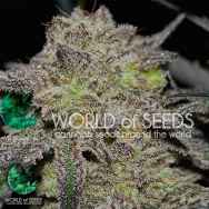 World Of Seeds CBD Collection Tonic Ryder