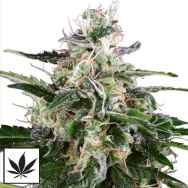 White Label Seeds White Skunk Automatic