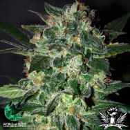 World of Seeds Legend Collection Domina Star