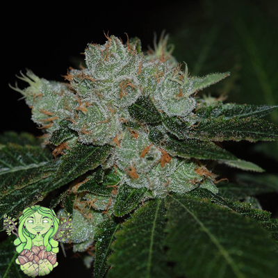 Trichome Jungle Cannabis Seeds | The CHOICE SeedBank