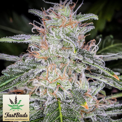 Семена от fastbuds Семена от fastbuds