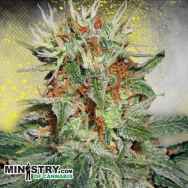 Ministry of Cannabis AUTO Mary Jane