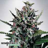 Ministry of Cannabis AUTO Silver Bullet