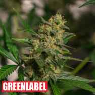 Green Label Seeds Automatic Easy Skunk AKA Automatic Cheese
