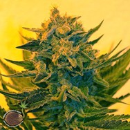 Emerald Triangle Seeds Critical Sour Diesel