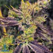 Exotic Genetix Seeds Guicy G