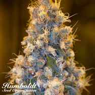 Humboldt Seed Organization Blue FIRE