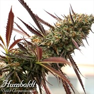 Humboldt Seed Organization Ghost Of NYC