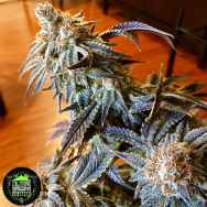 In House Genetics Triple Platinum Candy
