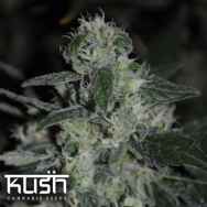 Kush Cannabis Seeds Banana Kush