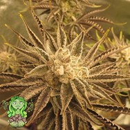 Trichome Jungle Seeds Pineapple Incense