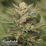 Humboldt Seed Organization Sapphire Scout