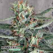 Ministry of Cannabis Crystal Cloud