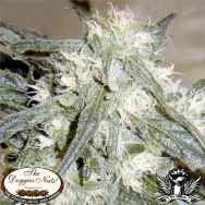 The Doggies Nuts Seeds Northern Lights #1