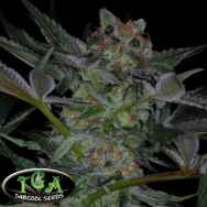 TGA Subcool Seeds Dr Who