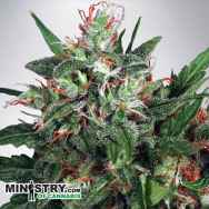 Ministry of Cannabis Early XXX