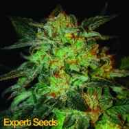 Expert Seeds Expert 47