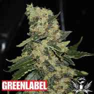 Green Label Seeds Berry Delight