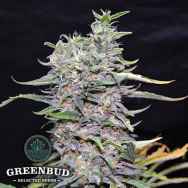 Greenbud Seeds Green Power XL