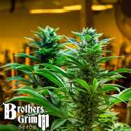 Brothers Grimm Seeds Hashmaster