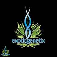 Exotic Genetix Seeds Lime OG
