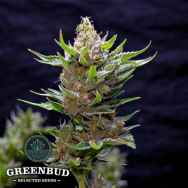 Greenbud Seeds Snow Ripper