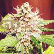 Green Devil Seeds Sweet Clements