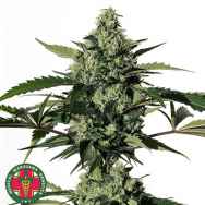 Medical Marijuana Genetics Seeds Hiydrow (HY-1)