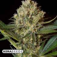 Kera Seeds NLX Special