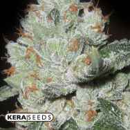 Kera Seeds Medical OG Kush