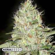 Kera Seeds Super Silver Haze