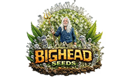 Big Head Seeds