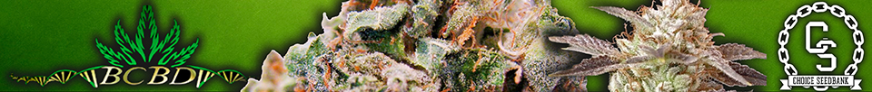 BC Bud Depot Seeds