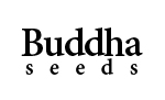 Buddha Seeds