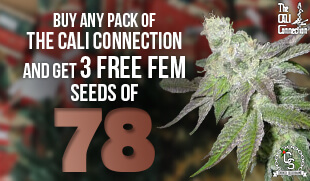 Cali Connection 78
